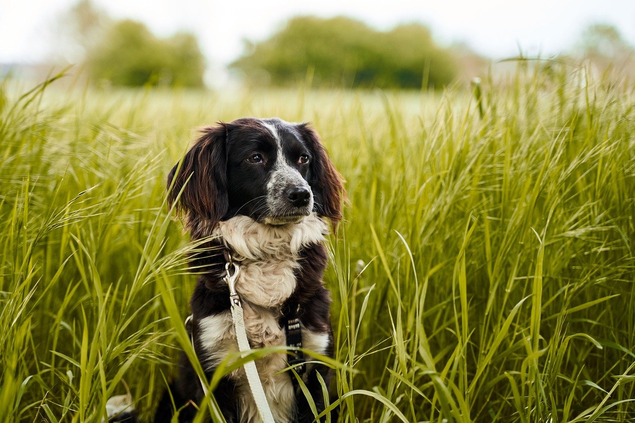dog, field, green