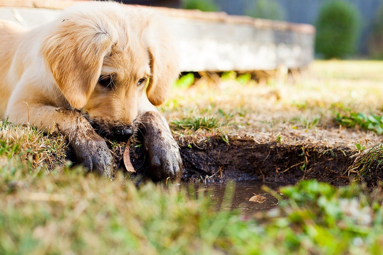 puppy, muddy puppy, puppy playing