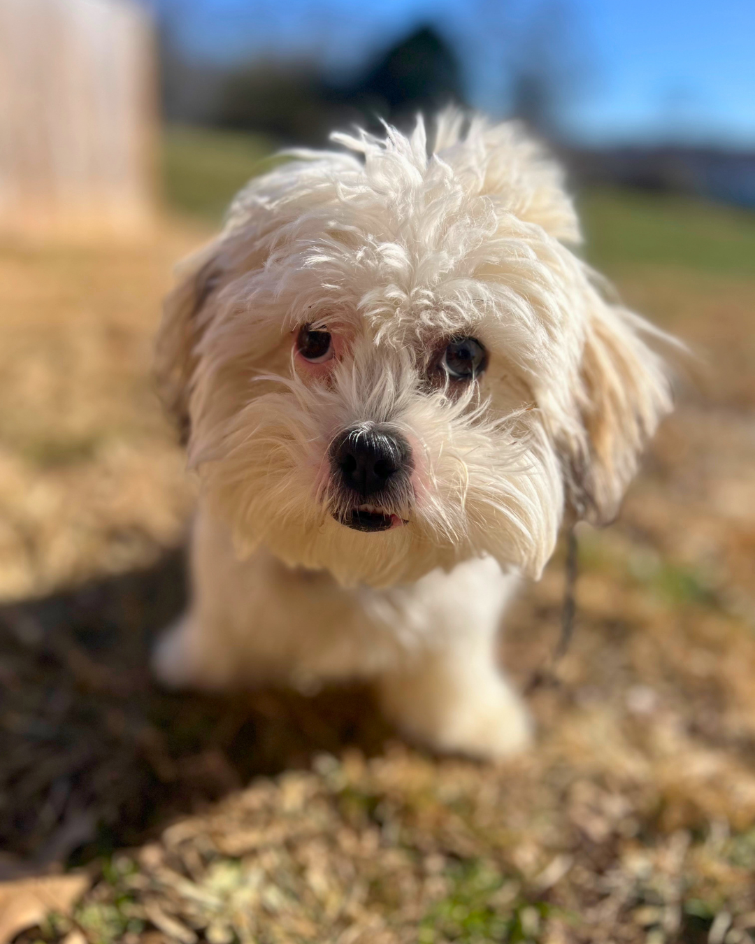 Fluffy, white puppy sitting in training field